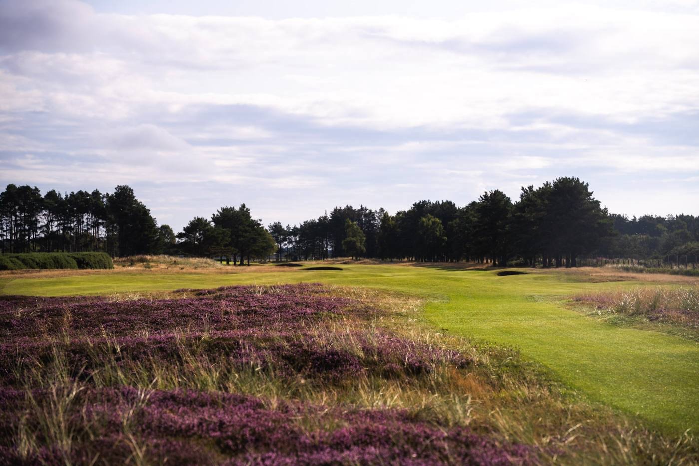 A bank of heather in full bloom beside a fairway, the pine belt beyond